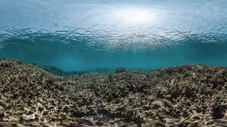This is What a Mass Die-off of Earth's Coral Reefs Looks Like